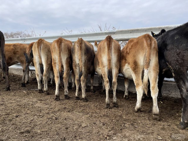 (9) Jersey/crossbred heifers